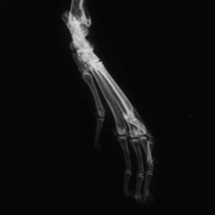 High resolution radiography for small animals and specimens. [mouse foot]