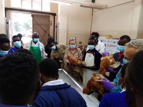 Makerere University veterinary students practicing their gross postmortem skills with Drs. Kathy Gabrielson and Dalen Agnew.