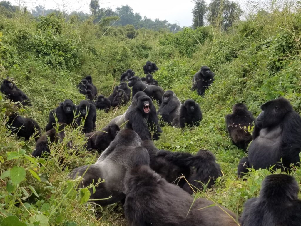 some of the 40 gorillas socializing and at least two silverbacks expressing their opinions. 